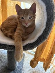 Lost Male Cat last seen Near tailmore lane lawrenceville ga 30043, Lawrenceville, GA 30043