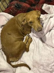 Found/Stray Female Dog last seen Highway 102 and 1016 rd , Harrah, OK 73045