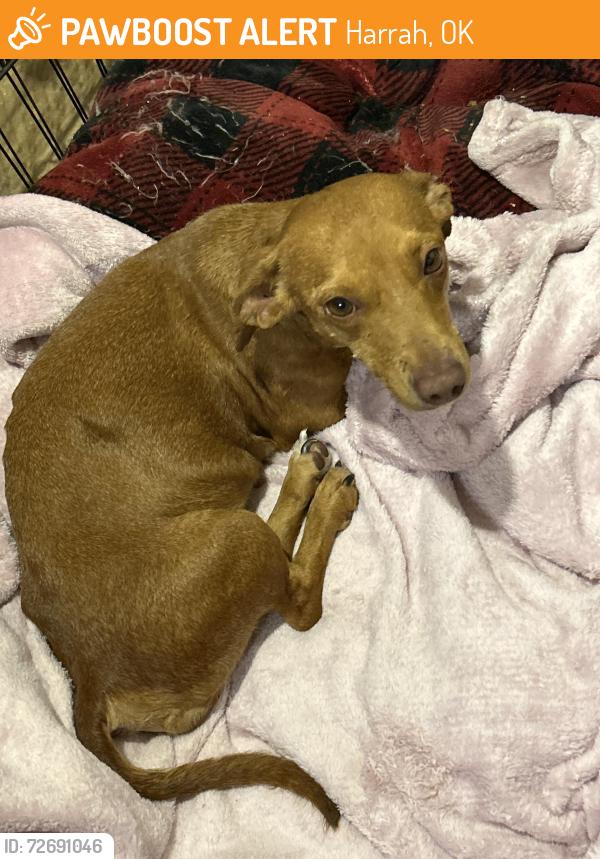 Found/Stray Female Dog last seen Highway 102 and 1016 rd , Harrah, OK 73045
