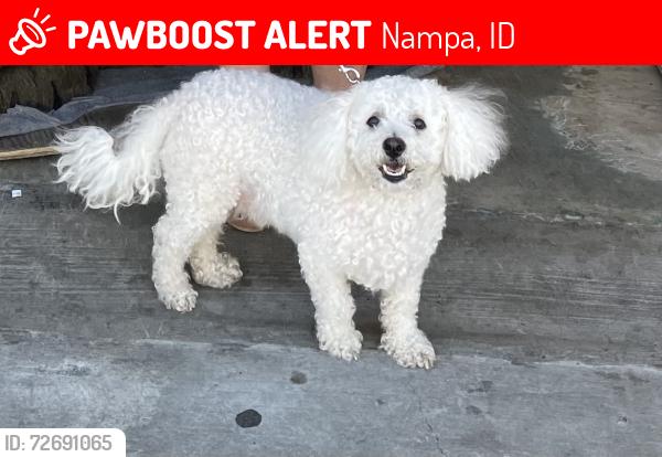Lost Female Dog last seen Near locus st nampa, Nampa, ID 83686