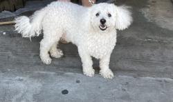 Lost Female Dog last seen Near locus st nampa, Nampa, ID 83686