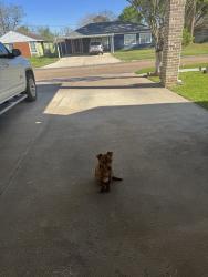 Found/Stray Male Dog last seen Pasadena tx, Pasadena, TX 77503