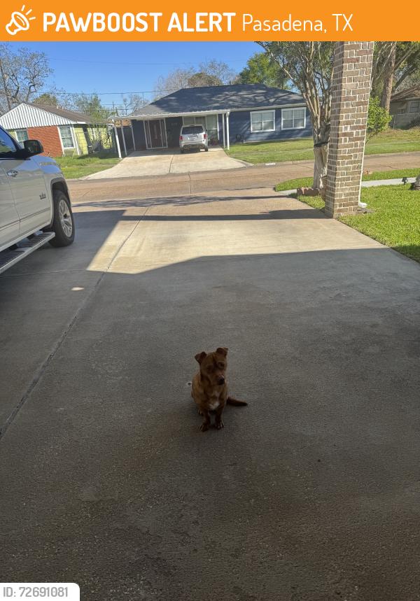 Found/Stray Male Dog last seen Pasadena tx, Pasadena, TX 77503