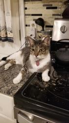 Lost Female Cat last seen Carriage Drive NE by Bellafounte off Lee Hwy NE Cleveland, Bradley County, TN 37312