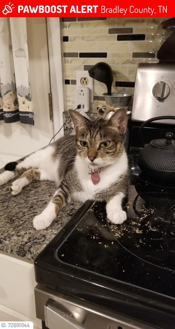Lost Female Cat last seen Carriage Drive NE by Bellafounte off Lee Hwy NE Cleveland, Bradley County, TN 37312