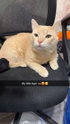 Lost Male Cat last seen Near Ella blvd , Houston, TX 77014