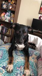 Lost Female Dog last seen Headed towards Bryant town road a couple days ago, Callao, VA 22435