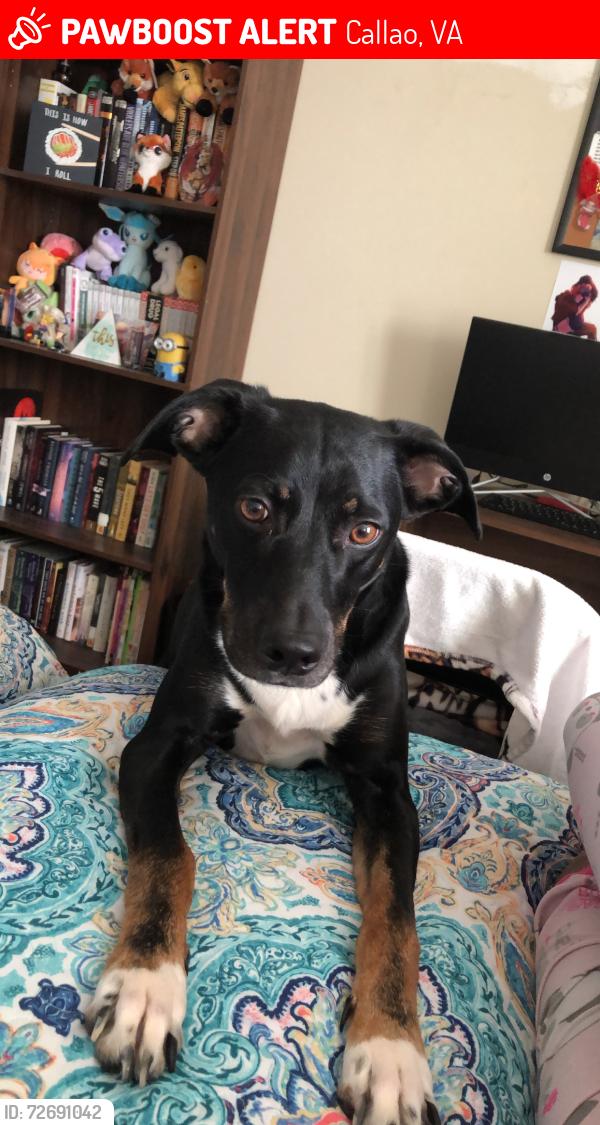 Lost Female Dog last seen Headed towards Bryant town road a couple days ago, Callao, VA 22435