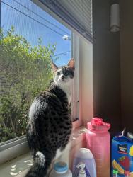 Lost Female Cat last seen Near E Washington Ave, Fresno, CA 93727