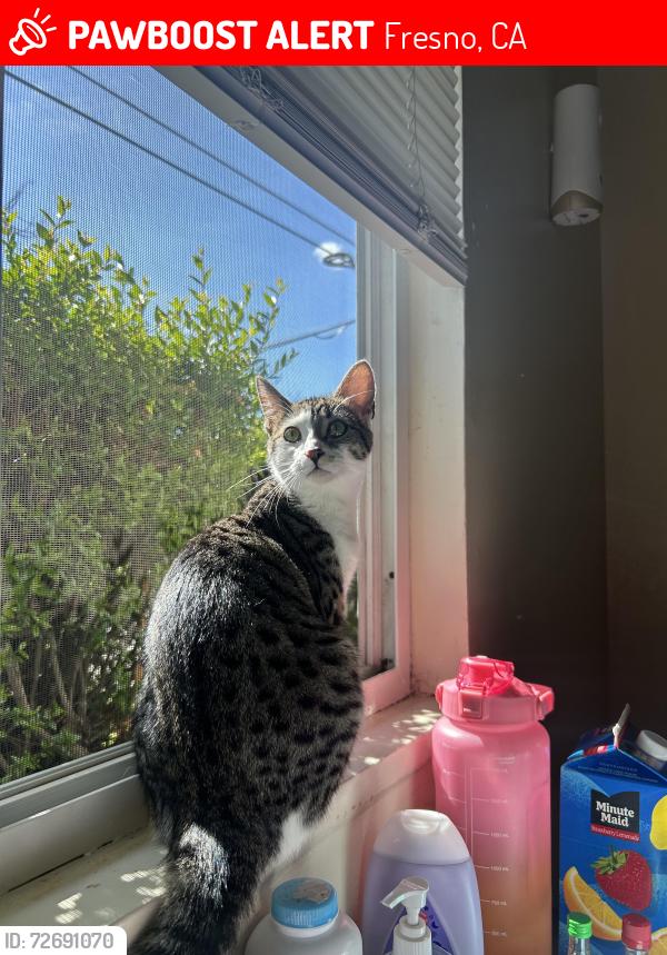 Lost Female Cat last seen Near E Washington Ave, Fresno, CA 93727