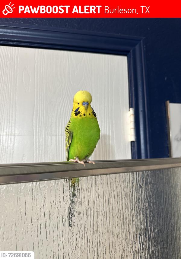 Lost Male Bird last seen Walmart, Burleson, TX 76028