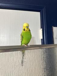 Lost Male Bird last seen Walmart, Burleson, TX 76028