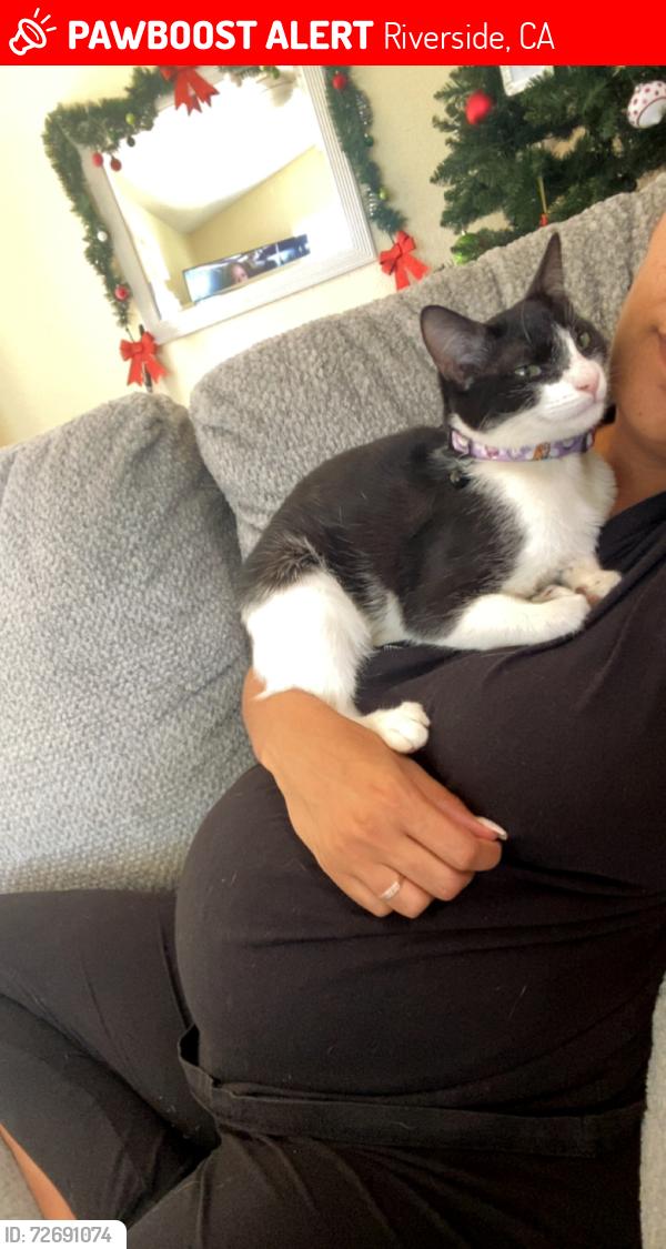 Lost Female Cat last seen Agate and 56th St, Riverside, CA 92509