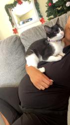 Lost Female Cat last seen Agate and 56th St, Riverside, CA 92509