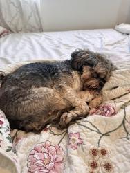 Lost Female Dog last seen Valencia Travel Village , Santa Clarita, CA 91355