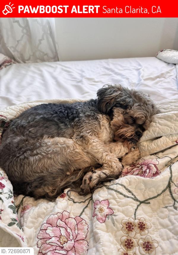 Lost Female Dog last seen Valencia Travel Village , Santa Clarita, CA 91355