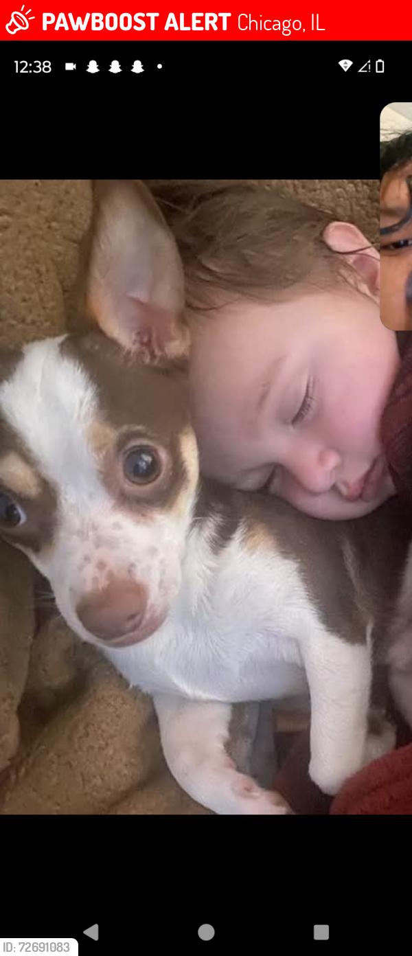 Lost Male Dog last seen Near Camden st , Chicago, IL 60602