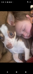 Lost Male Dog last seen Near Camden st , Chicago, IL 60602