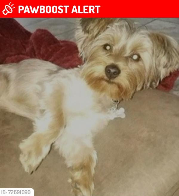 Lost Male Dog last seen Robindale , Woodland Crossing, LA 70726
