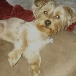 Lost Male Dog last seen Robindale , Woodland Crossing, LA 70726