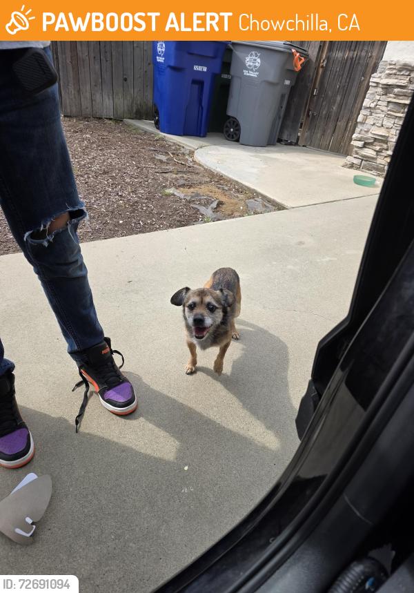 Found/Stray Unknown Dog last seen Amador st, Chowchilla, CA 93610