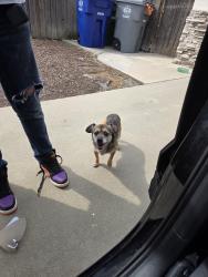 Found/Stray Unknown Dog last seen Amador st, Chowchilla, CA 93610
