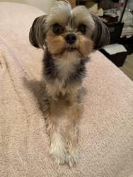 Lost Male Dog last seen Carlisle Montgomery, Spokane, WA 99205