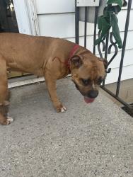 Found/Stray Female Dog last seen Mason Ave and Holden Ave, Aurora, IL 60506