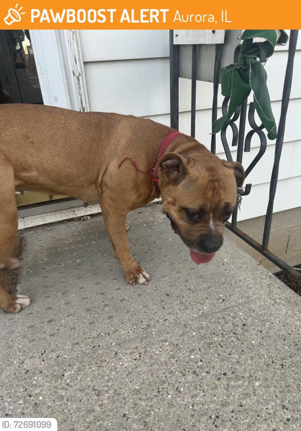 Found/Stray Female Dog last seen Mason Ave and Holden Ave, Aurora, IL 60506