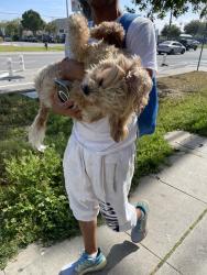 Found/Stray Unknown Dog last seen 7/11 Venice and Sepulveda blvd., Los Angeles, CA 90034