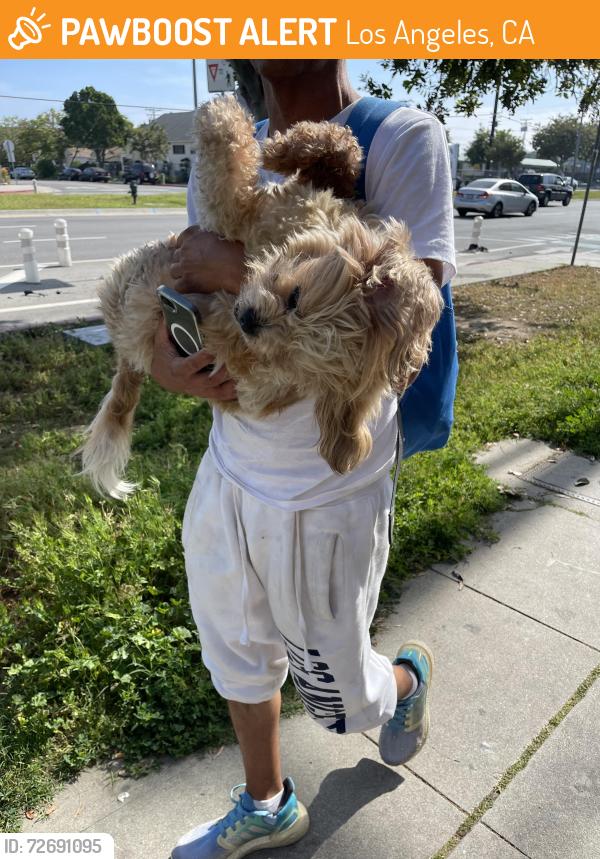 Found/Stray Unknown Dog last seen 7/11 Venice and Sepulveda blvd., Los Angeles, CA 90034