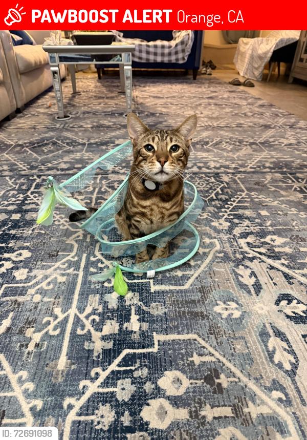 Lost Male Cat last seen Jon’s Way and Meads , Orange, CA 92869