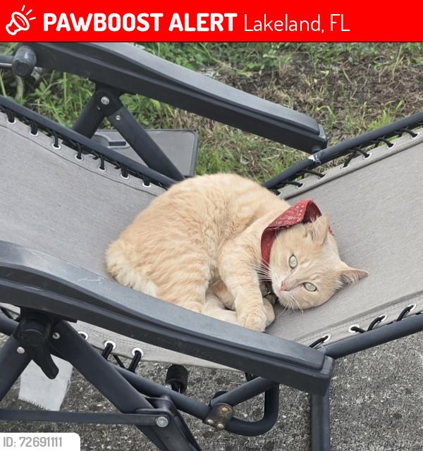 Lost Male Cat last seen 540A, neighborhood across from Christina, Lakeland, FL 33813