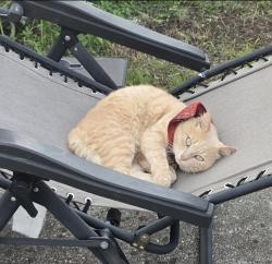 Lost Male Cat last seen 540A, neighborhood across from Christina, Lakeland, FL 33813