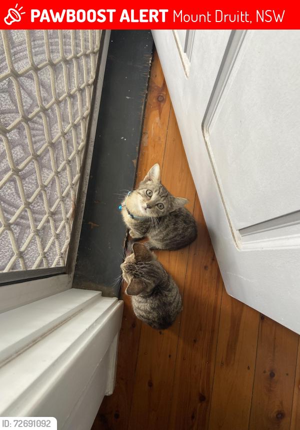 Lost Male Cat last seen Under a car outside my driveway  , Mount Druitt, NSW 2770