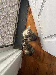 Lost Male Cat last seen Under a car outside my driveway  , Mount Druitt, NSW 2770