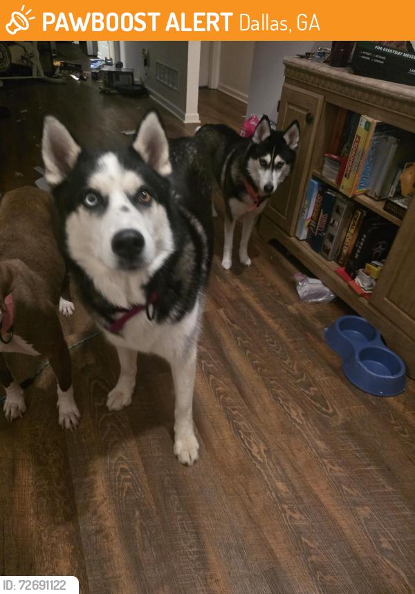 Found/Stray Male Dog last seen Overlook Dr , Dallas, GA 30157
