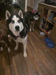 Found/Stray Male Dog last seen Overlook Dr , Dallas, GA 30157
