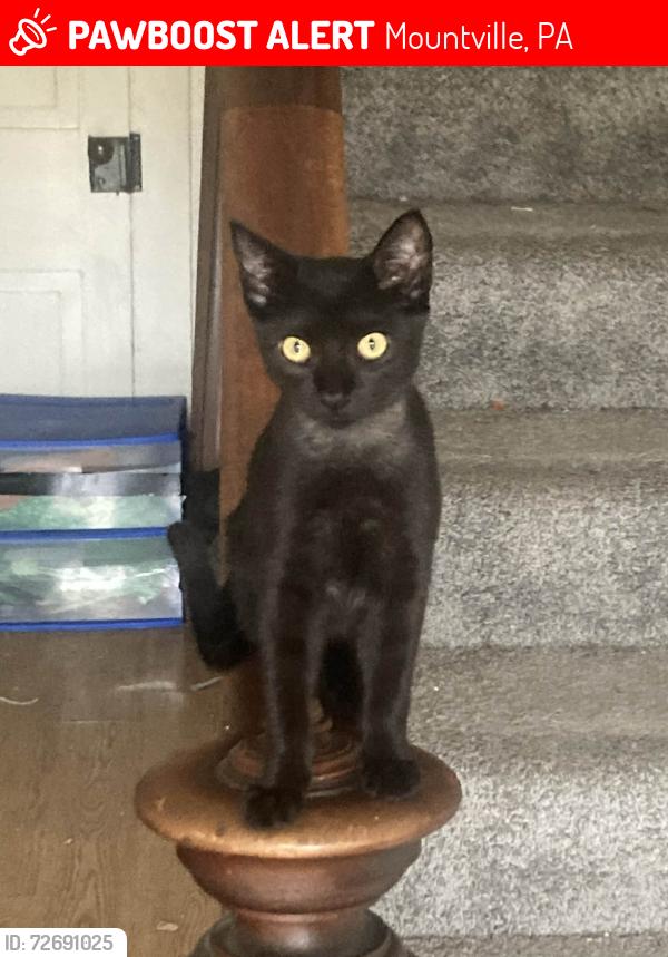 Lost Female Cat last seen south manor st mountville pa, Mountville, PA 17554
