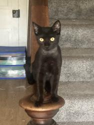 Lost Female Cat last seen south manor st mountville pa, Mountville, PA 17554
