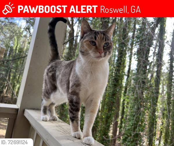 Lost Female Cat last seen Holcomb bridge rd , Roswell, GA 30076