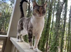 Lost Female Cat last seen Holcomb bridge rd , Roswell, GA 30076