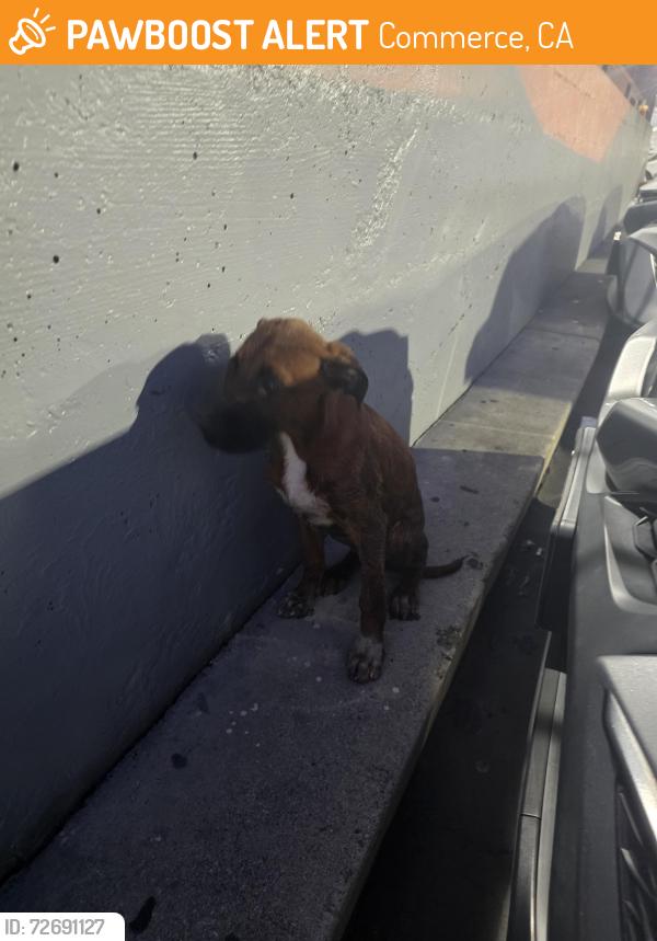 Found/Stray Male Other last seen Commerce Shopping center, Commerce, CA 90022