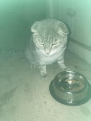 Lost Male Cat last seen Grady and Terrell , Citrus Heights, CA 95621