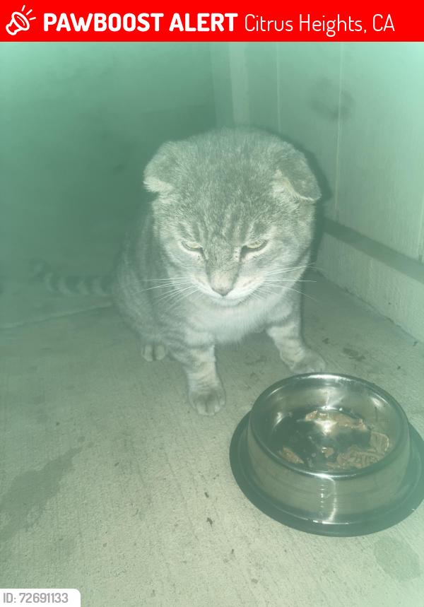 Lost Male Cat last seen Grady and Terrell , Citrus Heights, CA 95621