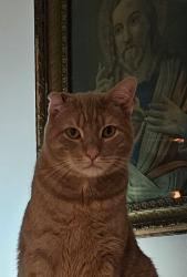 Lost Male Cat last seen Holy redeemer church, Penndel, PA 19047