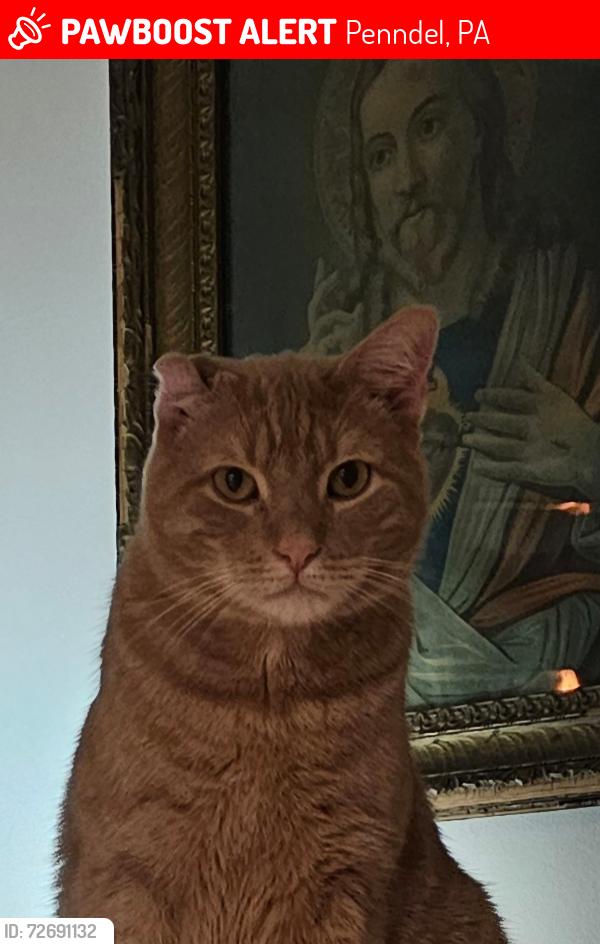 Lost Male Cat last seen Holy redeemer church, Penndel, PA 19047