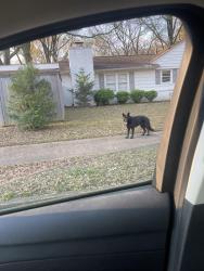 Found/Stray Unknown Dog last seen Colonial Acres , Memphis, TN 38117