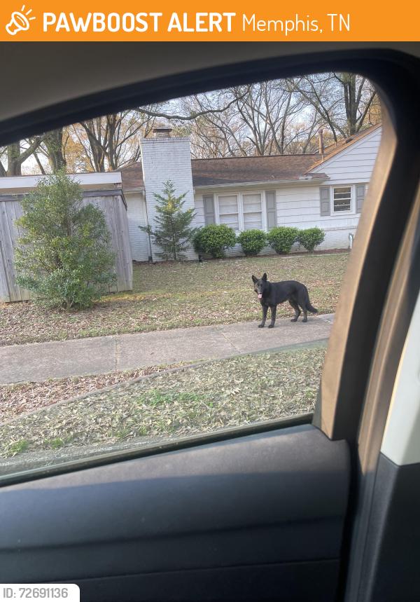 Found/Stray Unknown Dog last seen Colonial Acres , Memphis, TN 38117