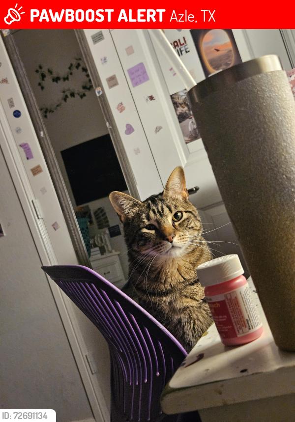 Lost Male Cat last seen Azle brookshires, Azle, TX 76020